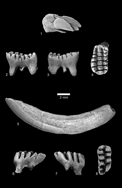 C. kakwa were multituberculate mammals, meaning that their teeth have many cusps, or tubercles, arranged in rows. 