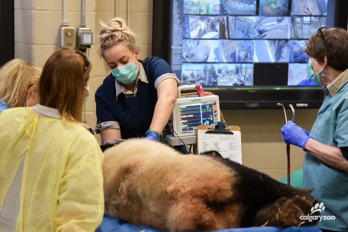 Er Shun underwent artificial insemination twice on April 2nd, using cryopreserved semen from two giant pandas in China, both deemed good genetic matches.